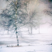Birches in misty and wintry landscape