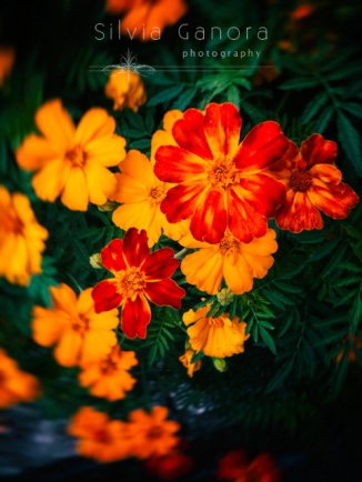 Closeup shot of brightly colored flowers with chiaroscuro effect and vignette blur- ©Silvia Ganora Photography - All Rights Reserved 